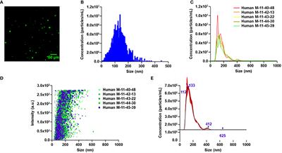 Human macrophage-engineered vesicles for utilization in ovarian cancer treatment